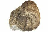 Fossil Triceratops Jugal Bone - Montana #207048-1